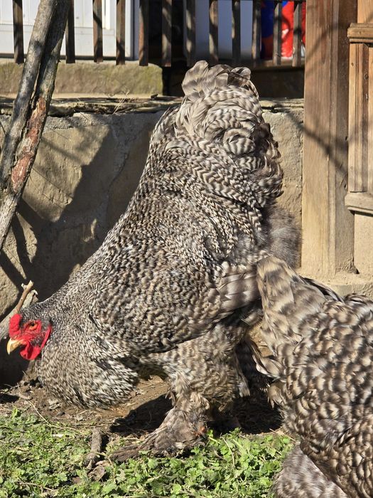 Продавам разплодни яйца от Кукувича Брама [Cuckoo Brahma]