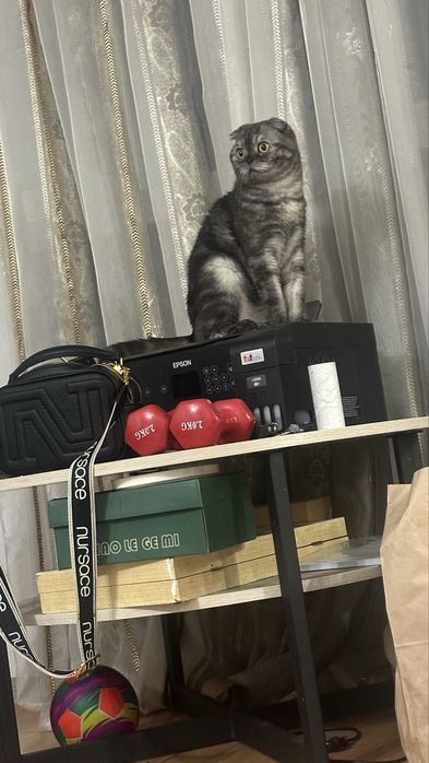 Вислоухий шотландский