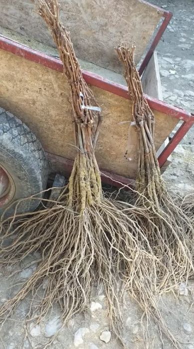 Butasi vita de vie și pomi fructiferi