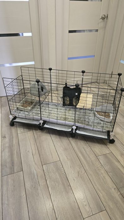 Продам морских свинок с клеткой