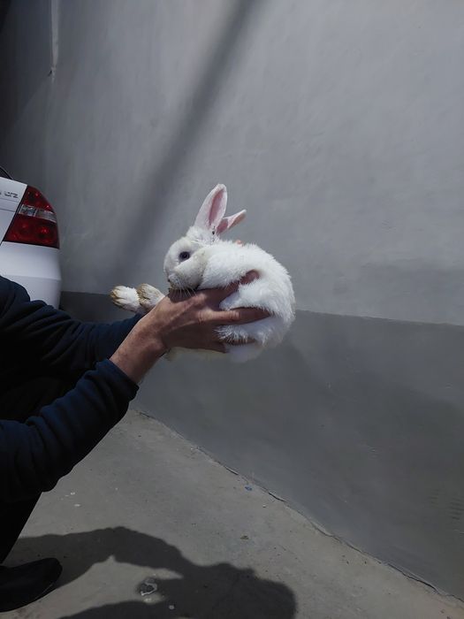 quyon bolasi sotiladi qo‘lga o‘rgangan