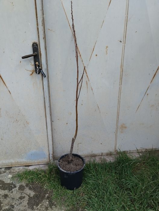 Ядлив кестен(сладък кестен)