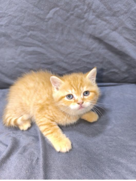 Продаются котята 1,5 месяца шотландский страйт