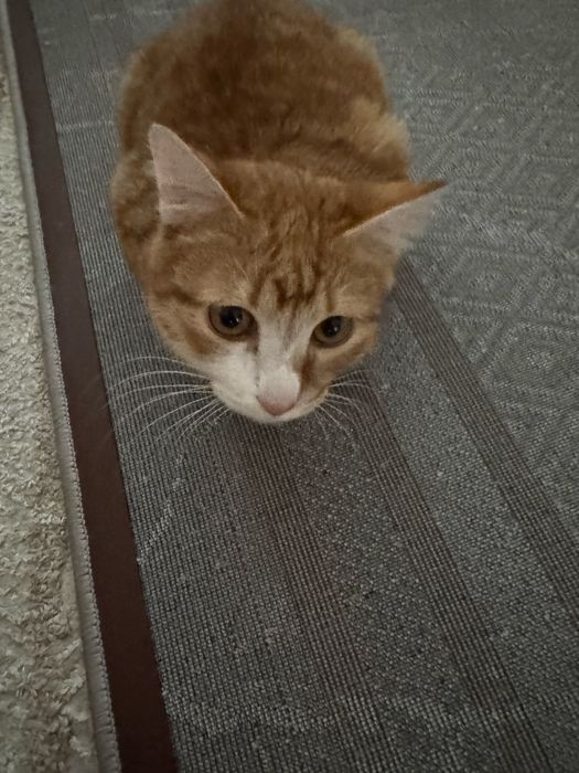 Котенок бесплатно