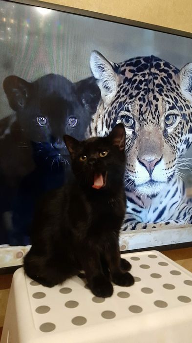 Отдам котят. Мальчик и девочка, 3 месяца