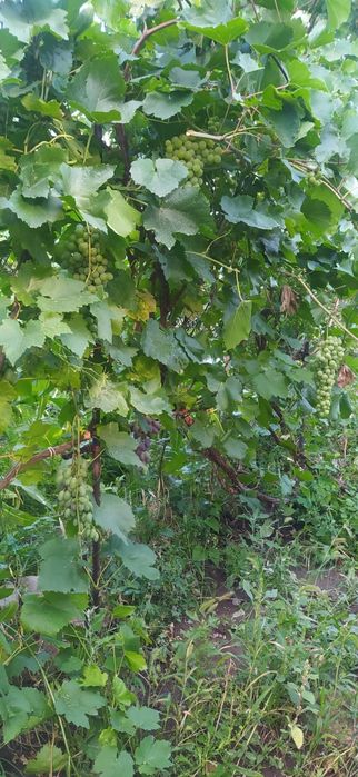 Продажа дачи "Здравница".