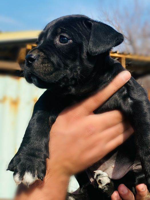 Продам щенка стаф.-питбуль