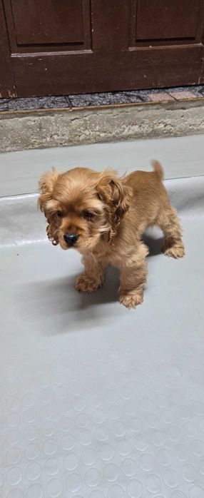 Американски кокери