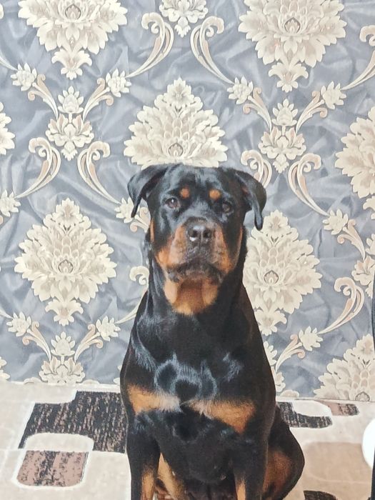 Вязка ротвейлера