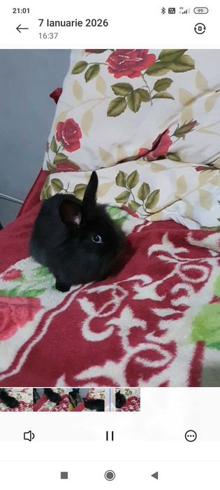 Animal de companie iepurași,rasă,cap de leu