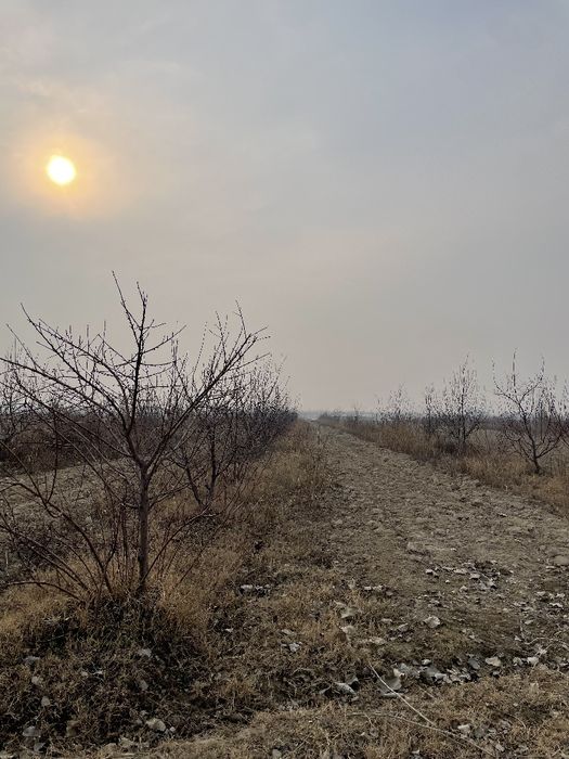 50 sotixli olma bogʻ