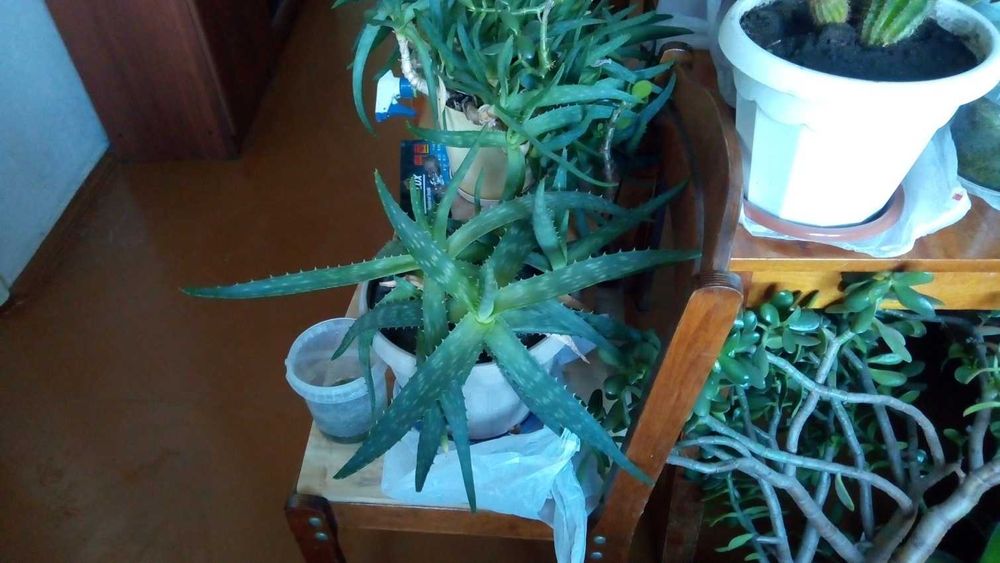 Цветы живые в горшках