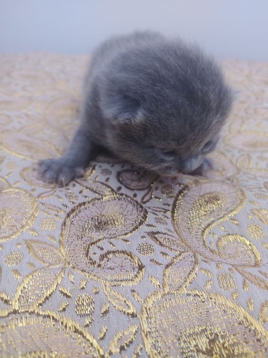 Шотландские виславушки  ещё 10 дней готовятся к продаже