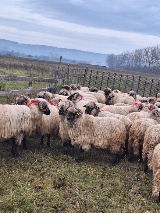 Vând oi bucălăi 100 buc.