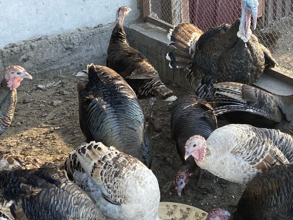 Самцы индюков срочно