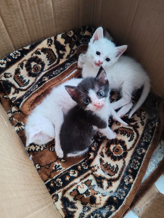 Отдам котят в добрые руки