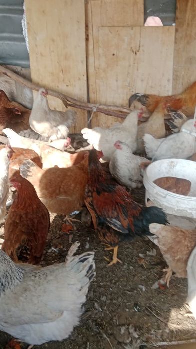 Куры продам 40-50 штук