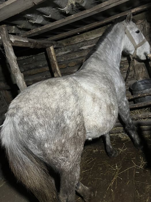 Продам кобылу! 5 лет. Жеребилась тока 1 раз.