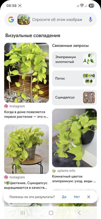 Продам сциндапсус неон