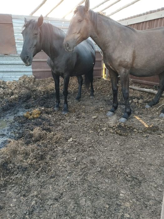 Продам  лошадей.