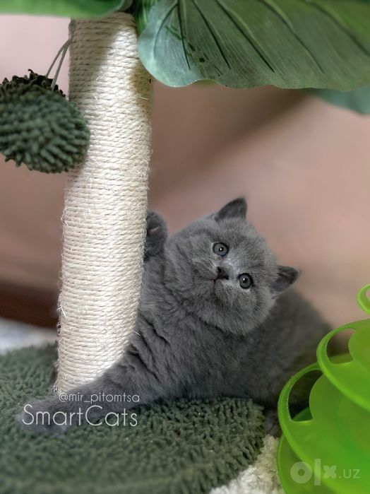 Шотландские котята!