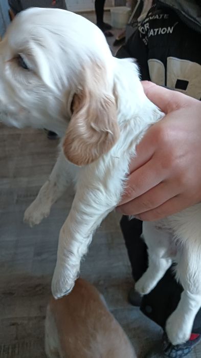 Щенки русского спаниеля