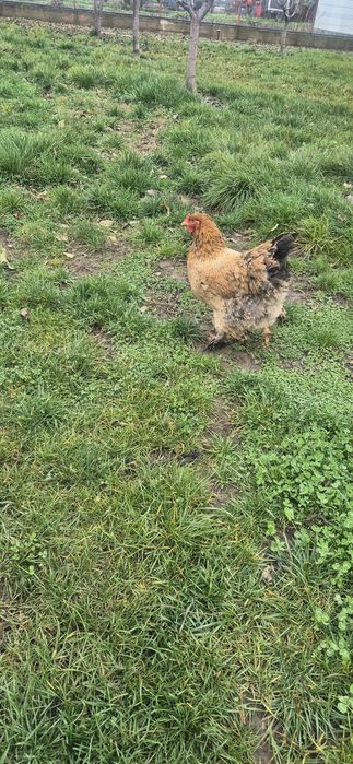 2 gaini si un cocoș