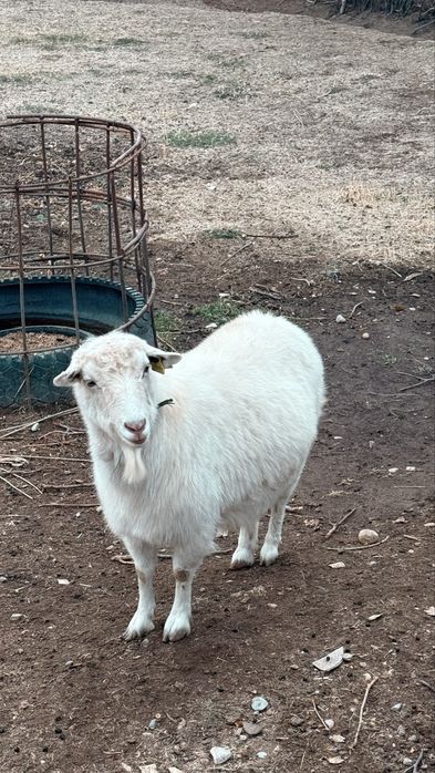 Пародалық Теке мен ешкі сатылады