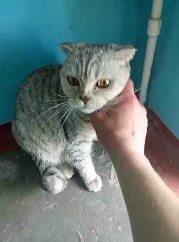Найдена кошка. Чья?