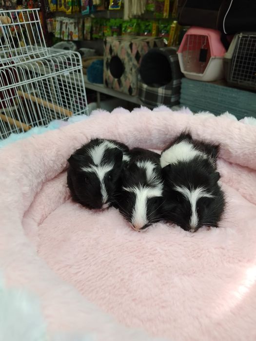 Продаются морские свинки