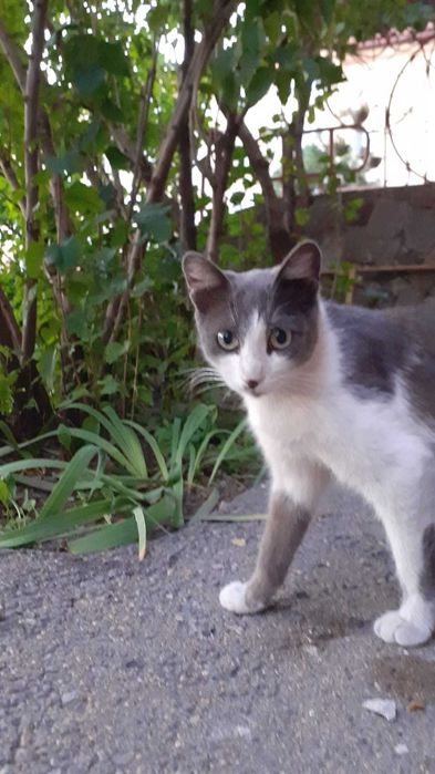 Отдадим в очень добрые руки котика и кошечку