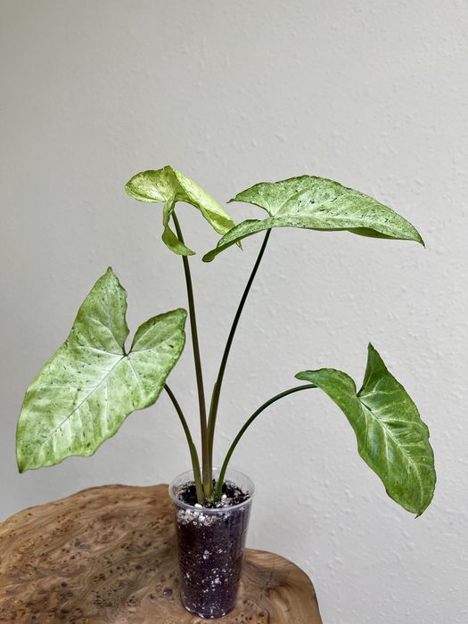 Сингониум Фреклес