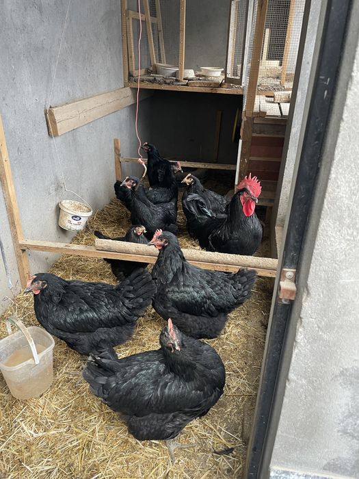 Tovuq  Qorashaxzoda Gigan