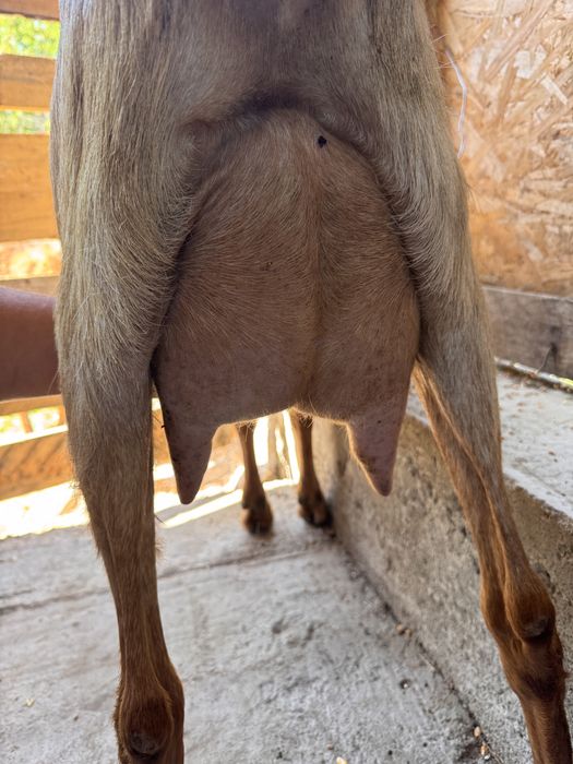 Capra anglonubian