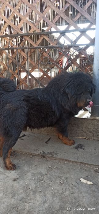 Львёнок ищет подругу