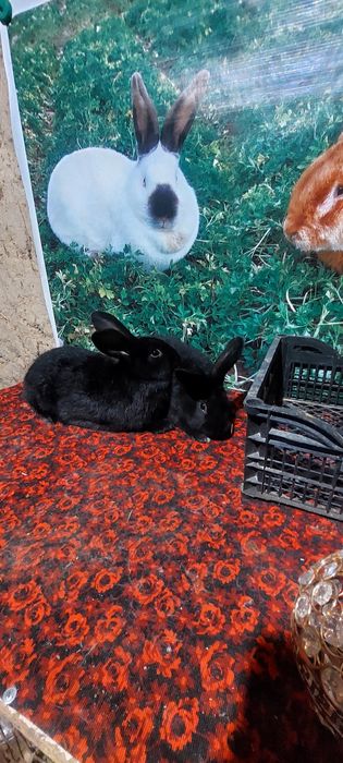 Кролики Коян сатылады