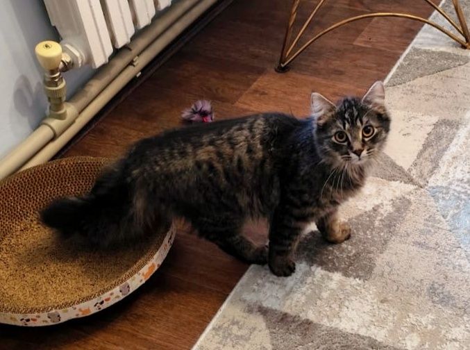 Милый котенок ищет семью