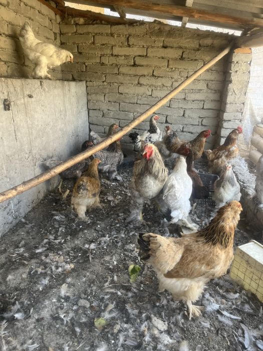 Brama zotli tovuqlar sotiladi