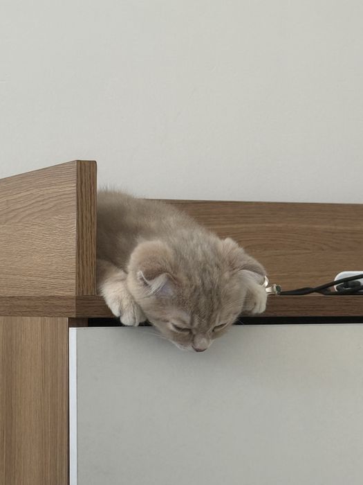 Продам вислоухого котенка