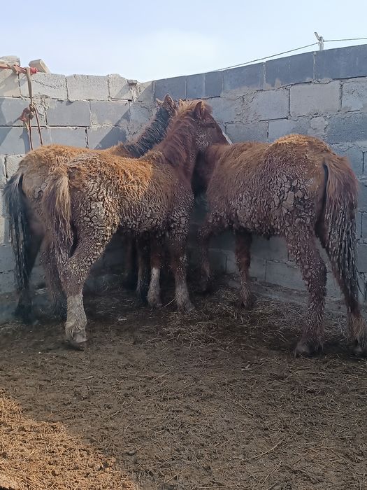 Продаю Лощади Жабағылар