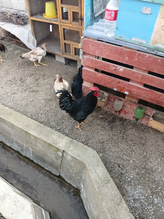 Австаролорп хурози