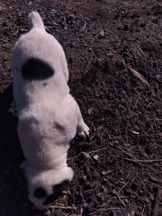 Алабай кушик сатлады