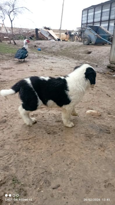 Itlar bor Itlar bor tekinga parodiya qozoqi 2 oylik kuchuk bolalari