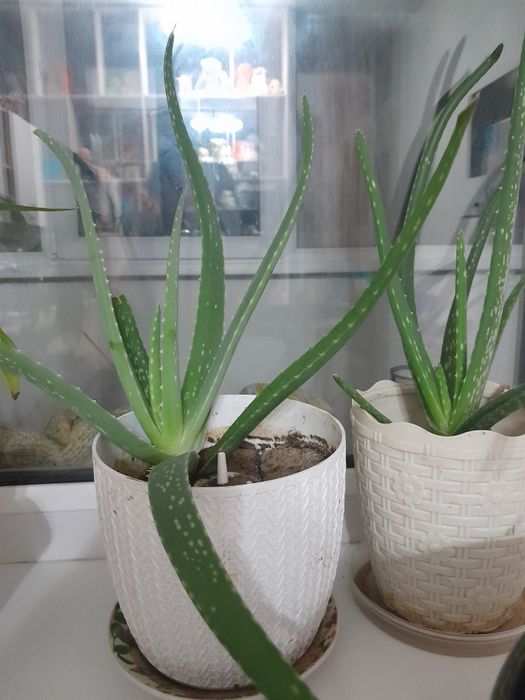 Продам  домашнии цветы