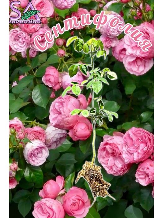 Българска Маслодайна Роза…