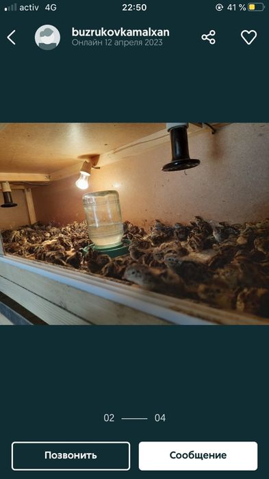 Бөдене балапандары сатылымда