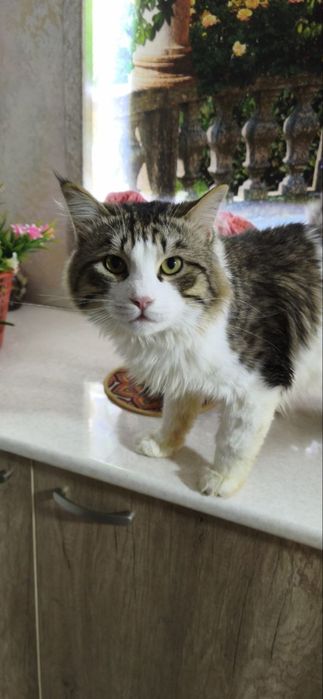 Пристраиваем кота