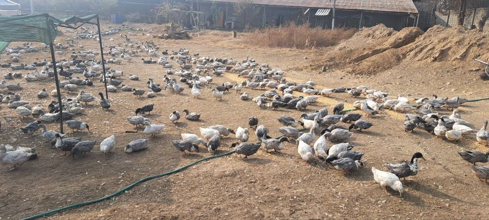 Урдаклар тозза кир эмас дачада бокилвотти