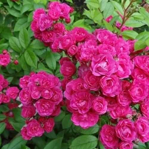 Розы саженцы молодые