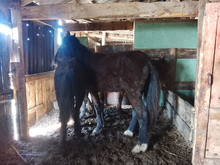 4 бас жабағы тайлар сатылады Өскеменде тұр доставка бар. Барлық сұрақт